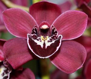 Cymbidium Ruby Valley