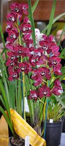 Cymbidium Ruby Valley