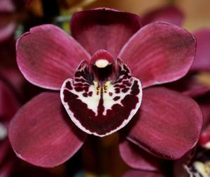 Cymbidium Ruby Valley