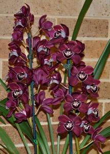 Cymbidium Ruby Valley