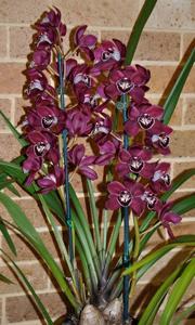 Cymbidium Ruby Valley