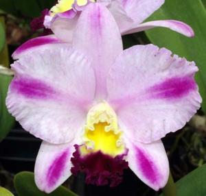 Cattleya Hsinying Excell