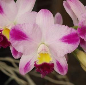 Cattleya Hsinying Excell