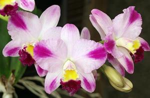 Cattleya Hsinying Excell