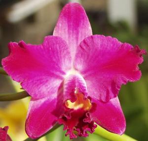 Cattleya Hsinying Excell