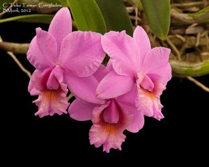 Cattleya Tsiku Taiwan