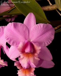 Cattleya Tsiku Taiwan