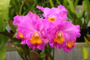 Cattleya Dal's Choice