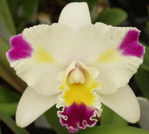 Cattleya Mari's Magic