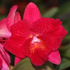 Cattleya Cosmic Delite