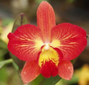 Cattleya Cosmic Delite