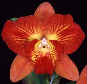 Cattleya Cosmic Delite