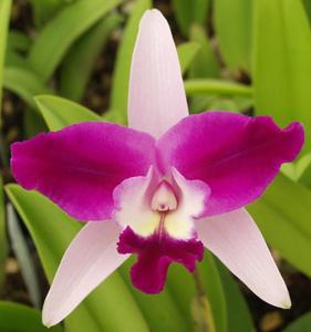 Cattleya Purple Cascade