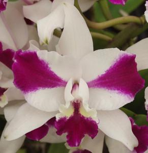 Cattleya Purple Cascade