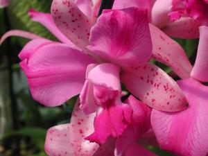 Cattleya Pink Leopard