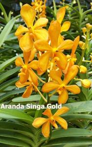 Aranda Singa Gold