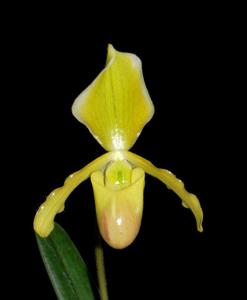 Paphiopedilum Lyro Petite Fleur