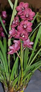 Cymbidium Flaming Pepper