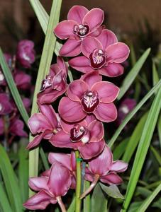 Cymbidium Flaming Pepper