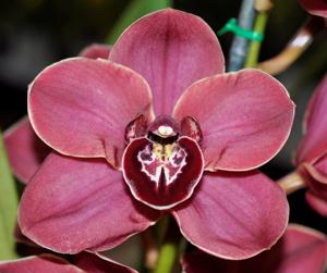 Cymbidium Flaming Pepper