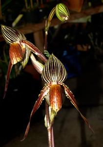 Paphiopedilum William Ambler