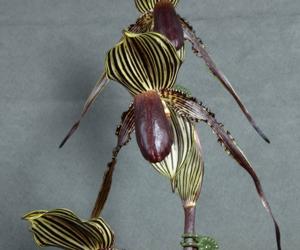 Paphiopedilum William Ambler