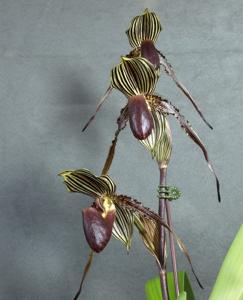 Paphiopedilum William Ambler