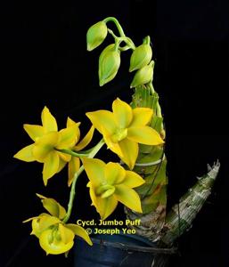 Cycnodes Jumbo Puff