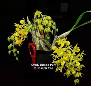 Cycnodes Jumbo Puff