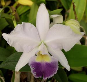 Cattleya Indigo Dawn