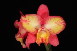 Cattleya Angel's Fantasy