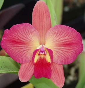 Cattleya Angel's Fantasy