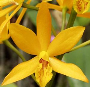 Enanthleya Highland Canary