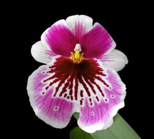 Miltoniopsis Lawless Falls