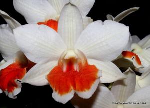 Dendrobium Roongkamol Vejvarut