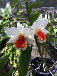 Dendrobium Roongkamol Vejvarut