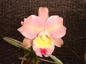 Rhyncholaeliocattleya Doctor Damasio