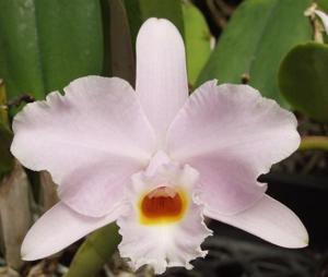 Cattleya Memoria Alberto Wenzel