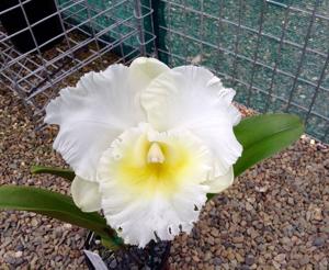 Rhyncholaeliocattleya Kesthin's Esther