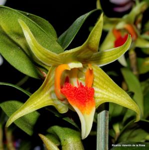 Dendrobium Peng Seng