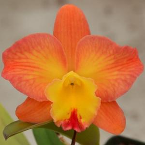 Cattleya Dream Weaver