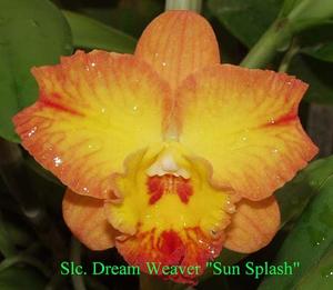 Cattleya Dream Weaver