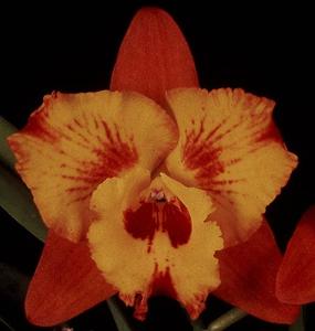 Cattleya Dream Weaver