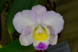 Cattleya Rosella Charm