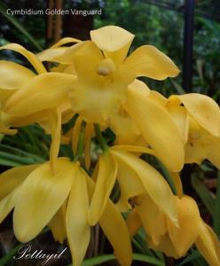 Cymbidium Golden Vanguard