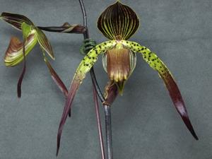 Paphiopedilum Shin-Yi Surprise