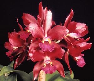 Cattlianthe Ruby Cheer