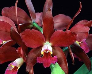 Cattlianthe Ruby Cheer