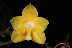 Phalaenopsis Joy Spring Canary