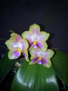 Phalaenopsis Joy Spring Canary